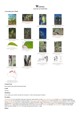 Acacia Platycarpa F.Muell