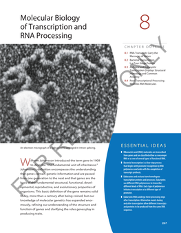 Molecular Biology of Transcription and RNA Processing