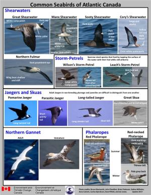 Common Seabirds of Atlantic Canada
