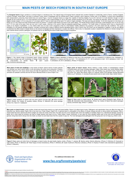 Main Pests of Beech Forests in South East Europe