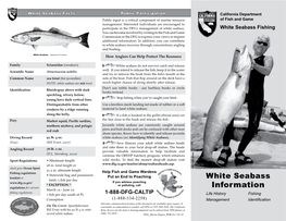 White Seabass Information