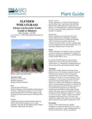 Plant Guide for Slender Wheatgrass (Elymus Trachycaulus)