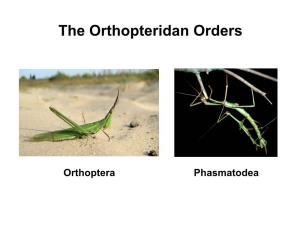 SYNAPOMORPHIES ORTHOPTERA, Sensu Stricto Grasshoppers