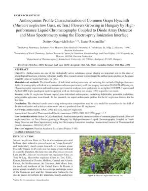 (Muscari Neglectum Guss. Ex Ten.) Flowers Growing in Hungary by H