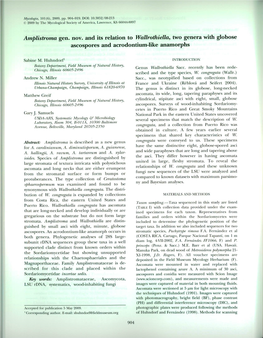 Amplistroma Gen. Nov. and Its Relation to Walirothiella, Two Genera with Globose Ascospores and Acrodontium-Like Anamorphs