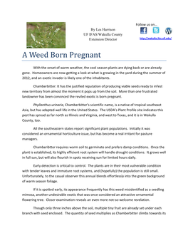 A Weed Born Pregnant