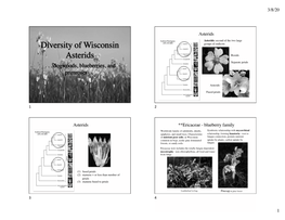 Diversity of Wisconsin Asterids