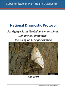 Gypsy Moths (Erebidae: Lymantriinae: Lymantriini: Lymantria), Focussing on L