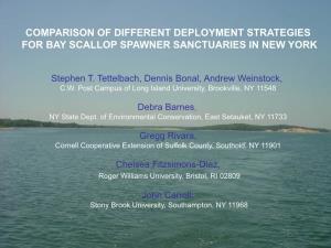 Comparison of Different Deployment Strategies for Bay Scallop Spawner Sanctuaries in New York