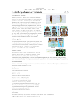 Heliothrips Haemorrhoidalis Distinguishing Features Female Macropterous