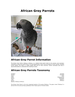 African Grey Parrots