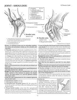 JOINT - SHOULDER II Thoracic Limb A