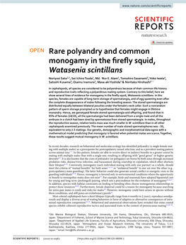 Rare Polyandry and Common Monogamy in the Firefly Squid