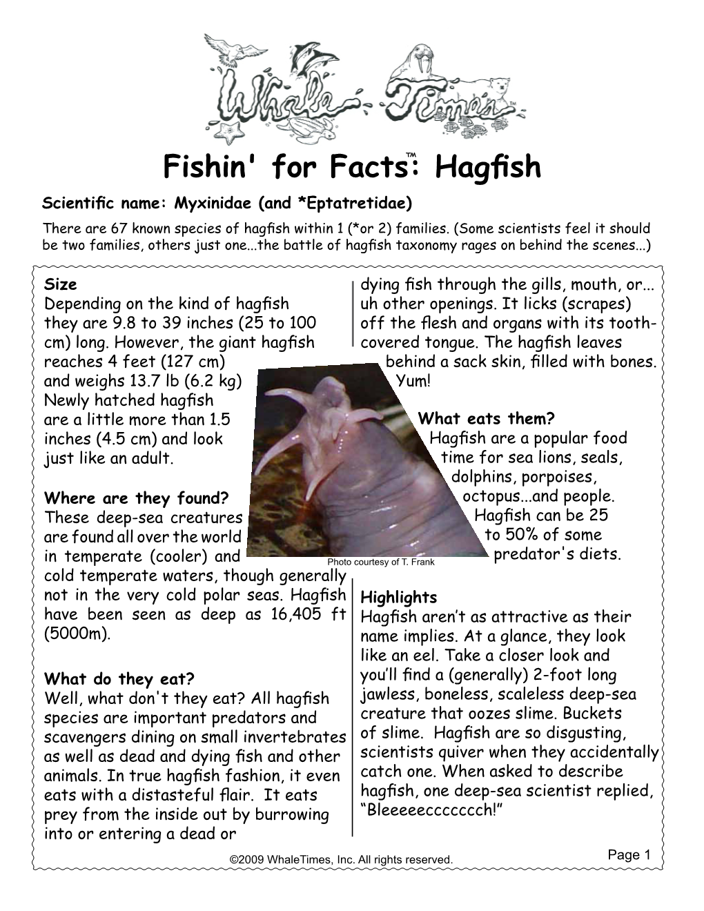 Fishin' for Facts: Hagfish Scientific Name: Myxinidae (And *Eptatretidae) There Are 67 Known Species of Hagfish Within 1 (*Or 2) Families