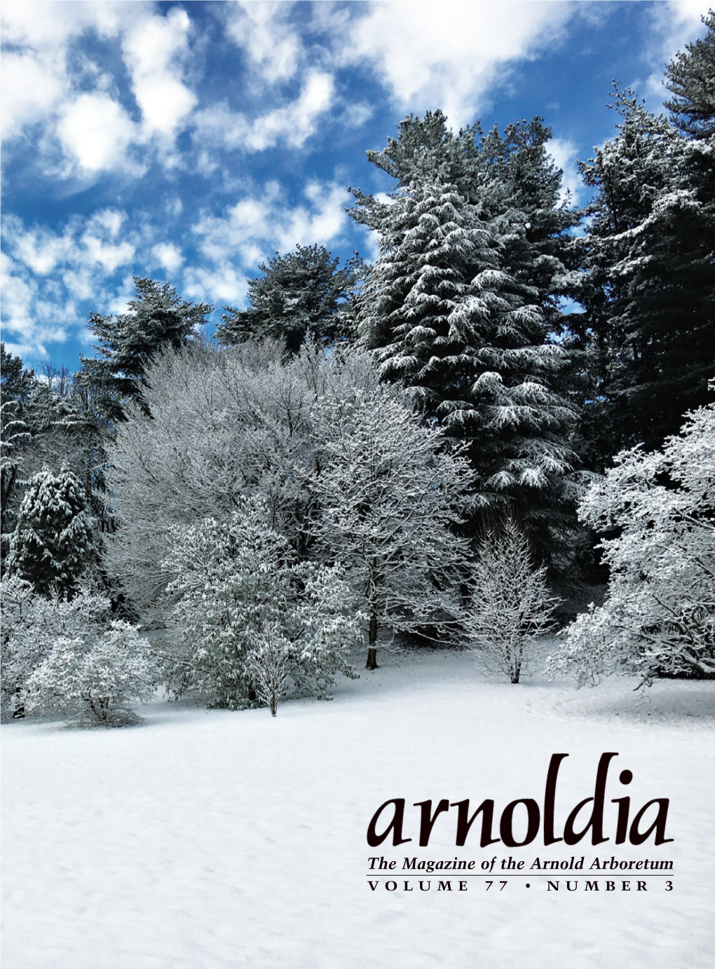 The Magazine of the Arnold Arboretum VOLUME 77 • NUMBER 3
