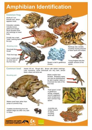 Amphibian Identification