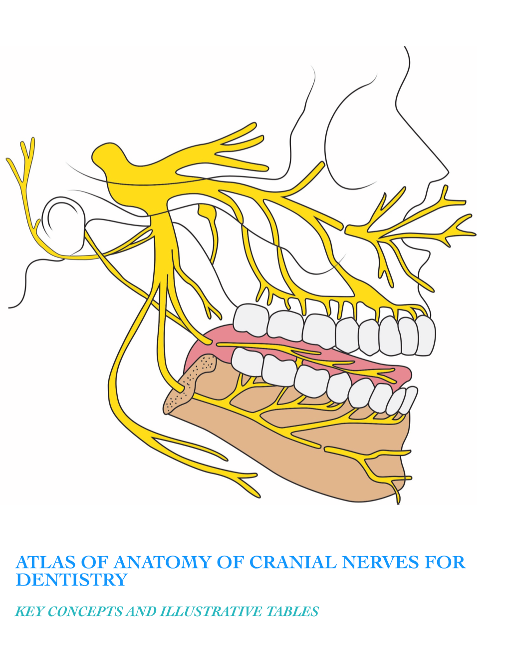 Atlas of Anatomy of Cranial Nerves for Dentistry - DocsLib