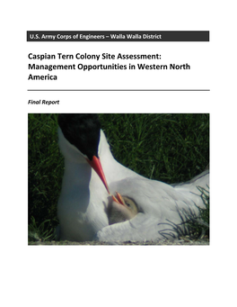 Caspian Tern Colony Site Assessment: Management Opportunities in Western North America