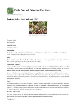 Beetroot (Silver Beet) Leaf Spot (320)