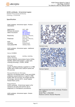 GCM1 Antibody - N-Terminal Region Rabbit Polyclonal Antibody Catalog # AI16248