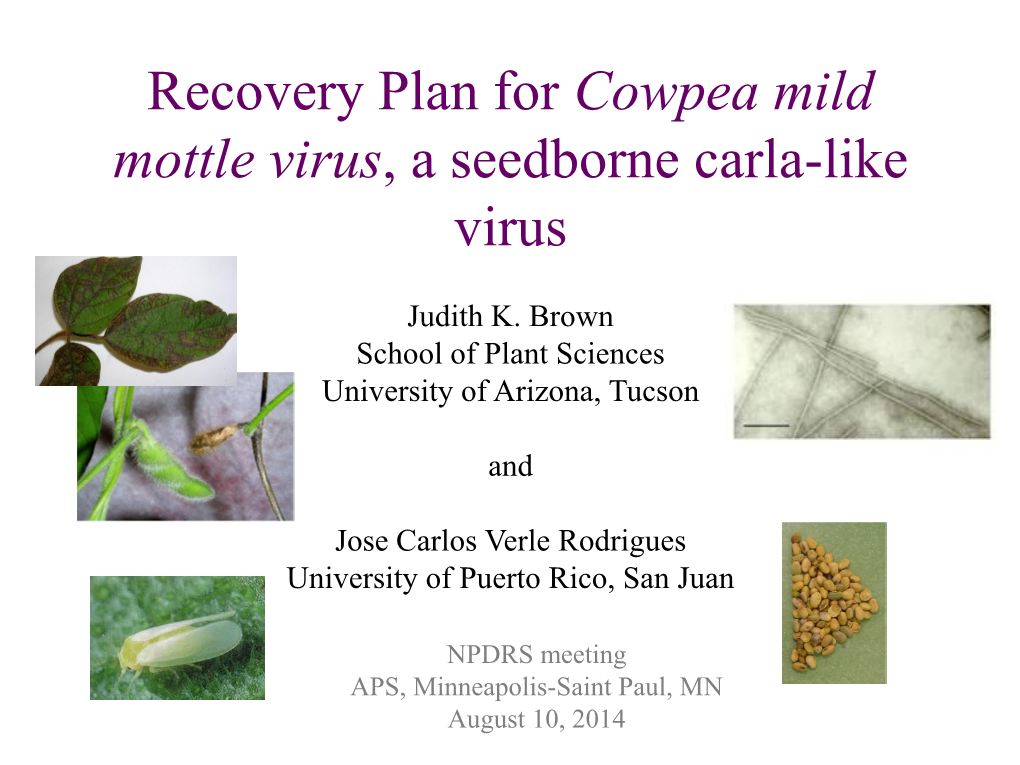 Recovery Plan for Cowpea Mild Mottle Virus, a Seedborne Carlavirus (?) Judith K. Brown School of Plant Sciences University of A