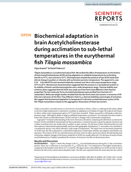 Biochemical Adaptation in Brain Acetylcholinesterase During