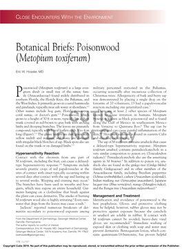 Poisonwood (Metopium Toxiferum)