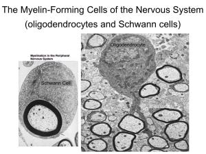 The Myelin-Forming Cells of the Nervous System (Oligodendrocytes and Schwann Cells)