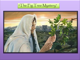 “The Fig Tree Mystery”
