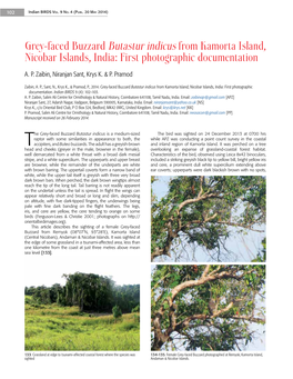 Grey-Faced Buzzard Butastur Indicus from Kamorta Island, Nicobar Islands, India: First Photographic Documentation