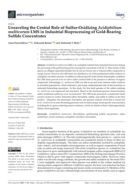 Unraveling the Central Role of Sulfur-Oxidizing Acidiphilium Multivorum LMS in Industrial Bioprocessing of Gold-Bearing Sulfide