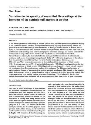 Variations in the Quantity of Uncalcified Fibrocartilage at the Insertions of the Extrinsic Calf Muscles in the Foot
