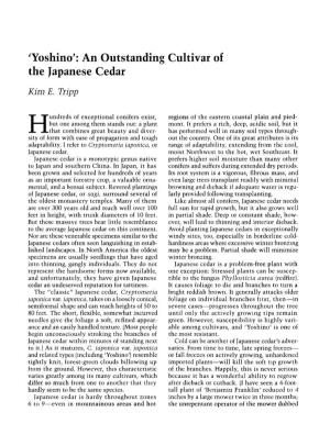 'Yoshino : an Outstanding Cultivar of the Japanese Cedar