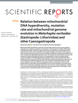 Relation Between Mitochondrial DNA Hyperdiversity, Mutation Rate And