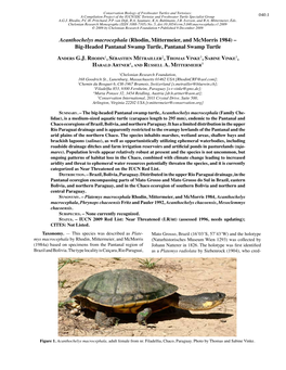 Acanthochelys Macrocephala (Rhodin, Mittermeier, and Mcmorris 1984) – Big-Headed Pantanal Swamp Turtle, Pantanal Swamp Turtle