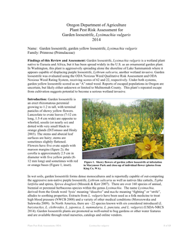 Oregon Department of Agriculture Plant Pest Risk Assessment for Garden Loosestrife, Lysimachia Vulgaris 2014