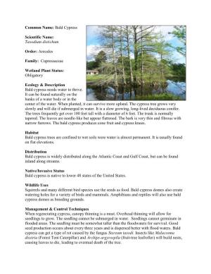 Common Name: Bald Cypress Scientific Name: Taxodium Distichum Order: Arecales Family: Cupressaceae Wetland Plant Status: Oblig