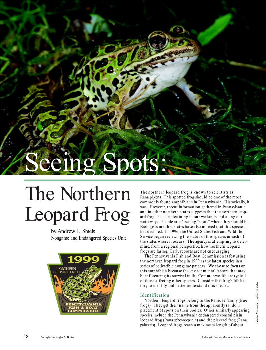 The Northern Leopard Frog Is Known to Scientists As the Northern Rana Pipiens