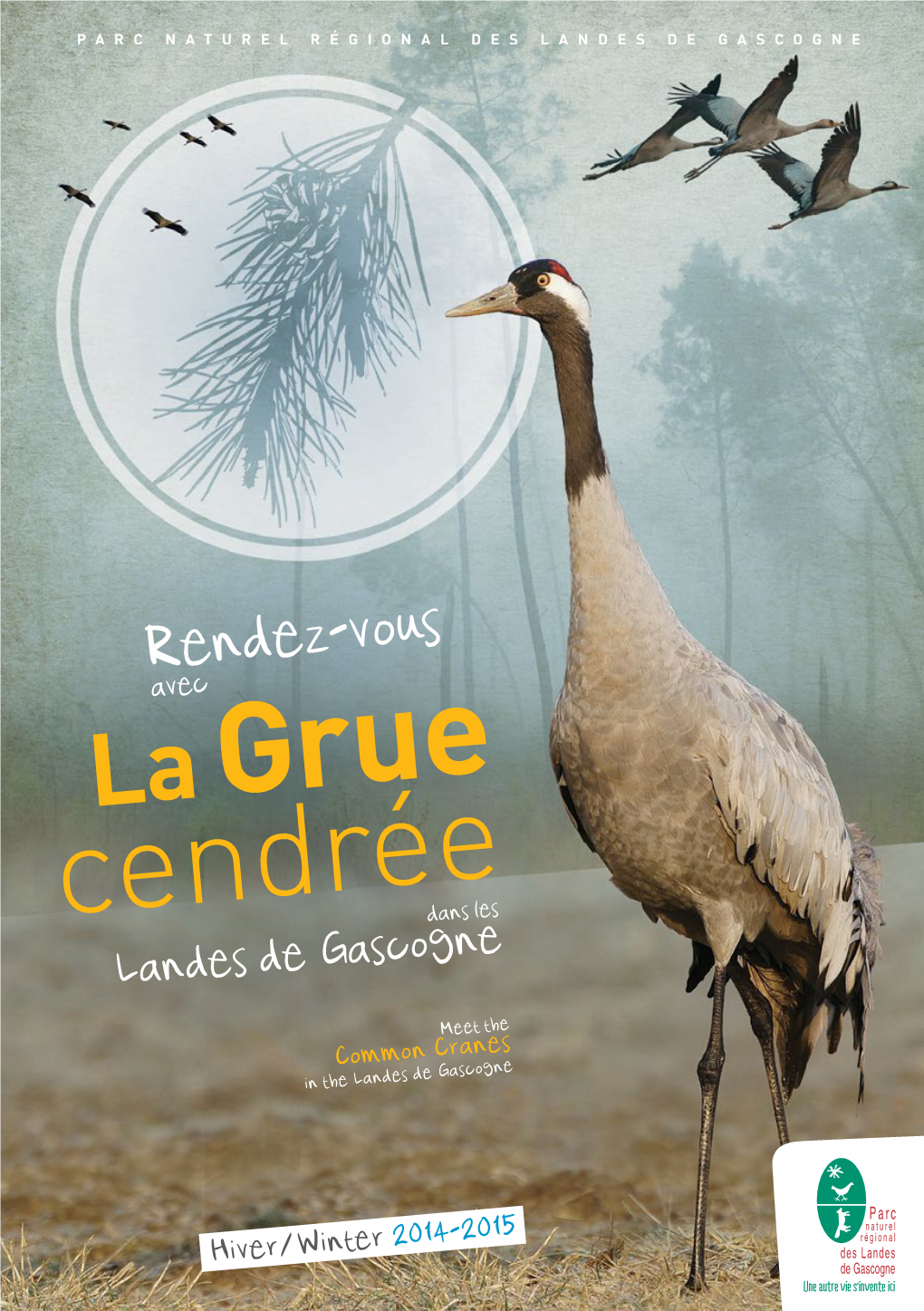 Rendez-Vous Avec La Grue Cendrée Dans Les Landes De Gascogne