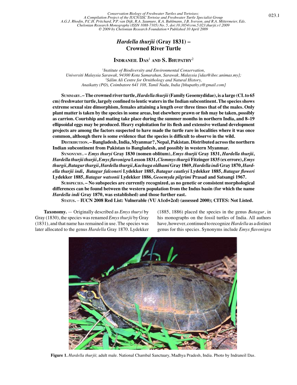 Hardella Thurjii (Gray 1831) – Crowned River Turtle