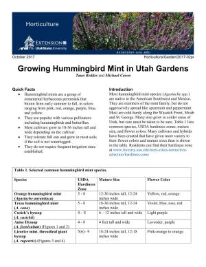 Growing Hummingbird Mint in Utah Gardens Taun Beddes and Michael Caron