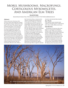 Morel Mushrooms, Macrofungi, Corticolous Myxomycetes, and American Elm Trees Harold W