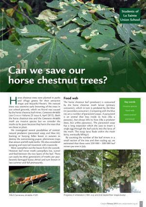 Can We Save Our Horse Chestnut Trees?