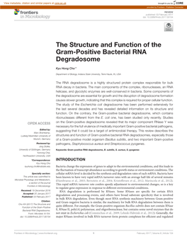 The Structure and Function of the Gram-Positive Bacterial RNA Degradosome