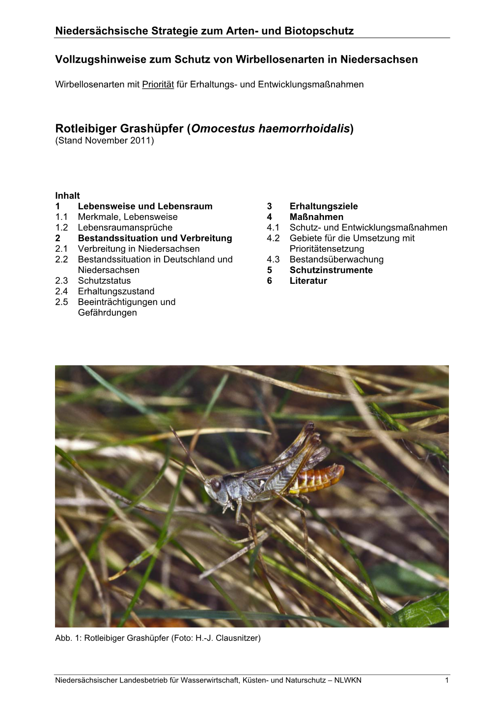 Rotleibiger Grashüpfer (Omocestus Haemorrhoidalis) (Stand November 2011)