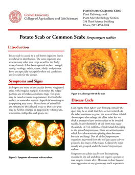 Potato Scab Or Common Scab: Streptomyces Scabies