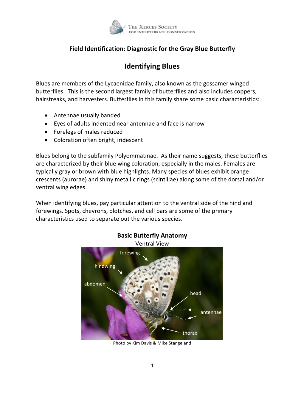 Gray Blue Butterfly Field Identification: Quick Reference Guide