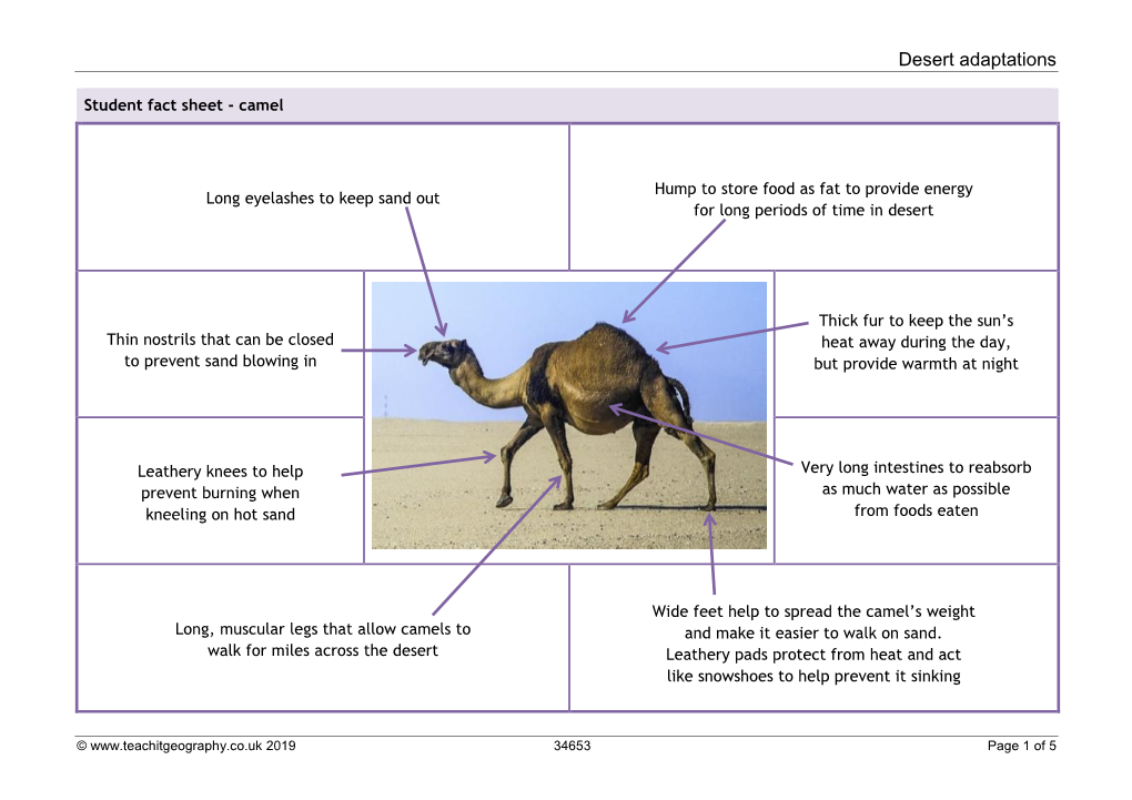 Desert Adaptations