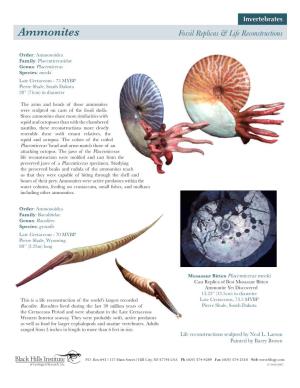 Ammonites Fossil Replicas & Life Reconstructions