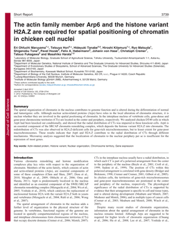 The Actin Family Member Arp6 and the Histone Variant H2A.Z Are Required